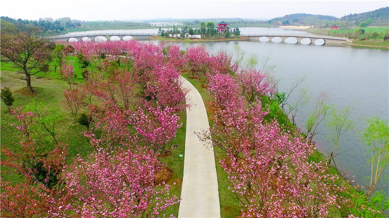 花期晚！银杏湖乐园樱光好 优惠多！清明小长假等你来